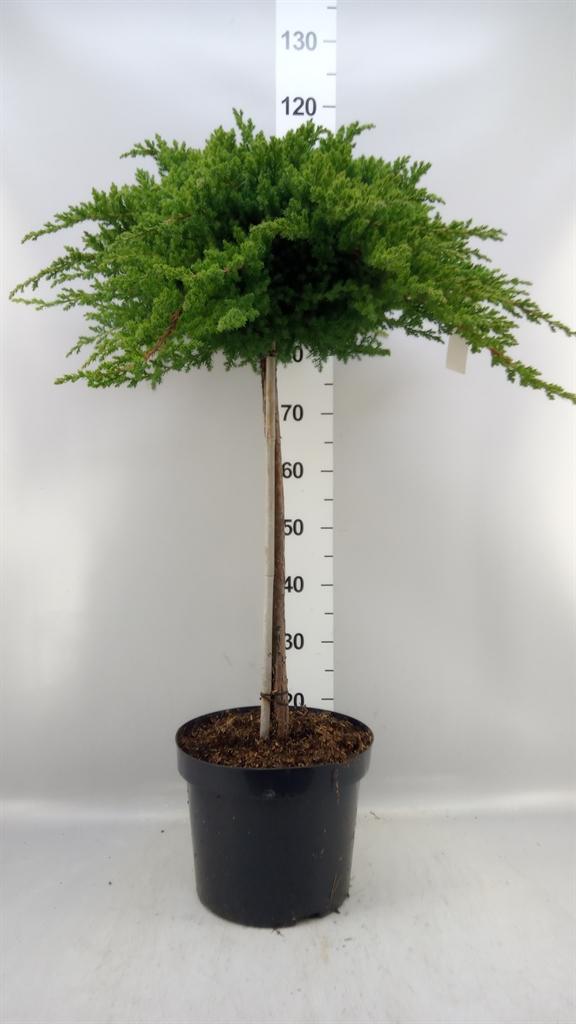 Горшечные цветы и растения оптом Juniperus Procumbens nana A от 1шт из Голландии с доставкой по России