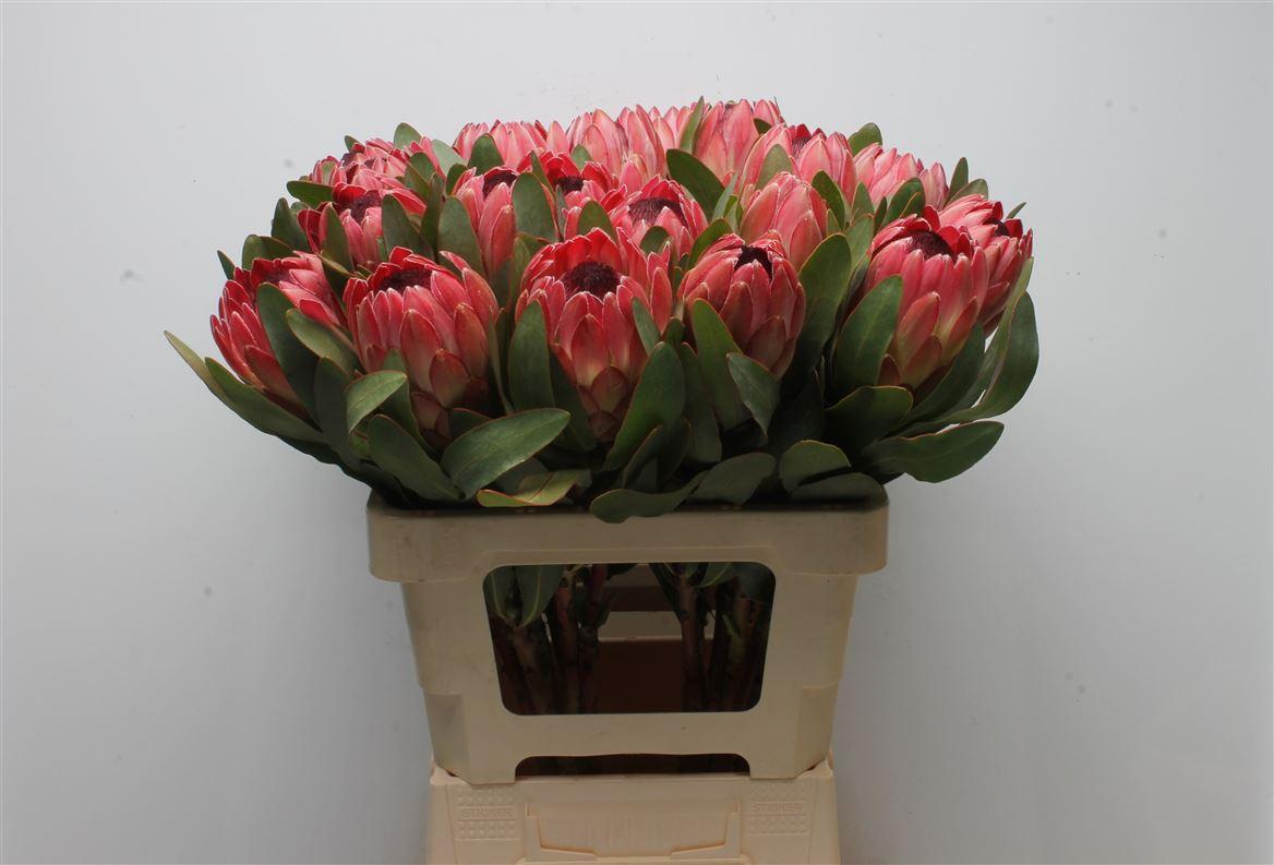 Срезанные цветы оптом Protea sylvia от 20шт из Голландии с доставкой по России