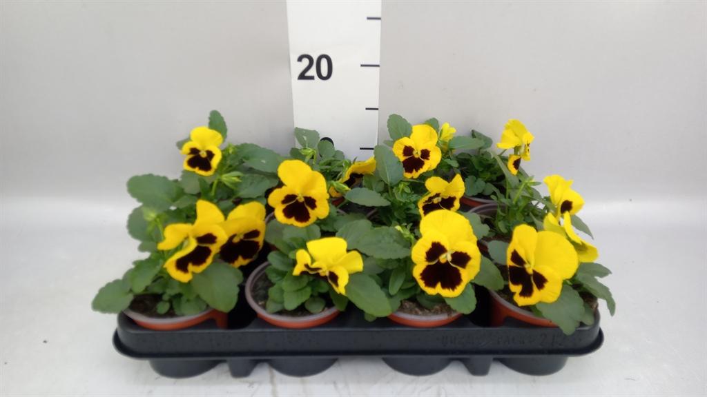Горшечные цветы и растения оптом Viola Wr. colossus Yellow Blotch от 12шт (для телеги) из Голландии с доставкой по России