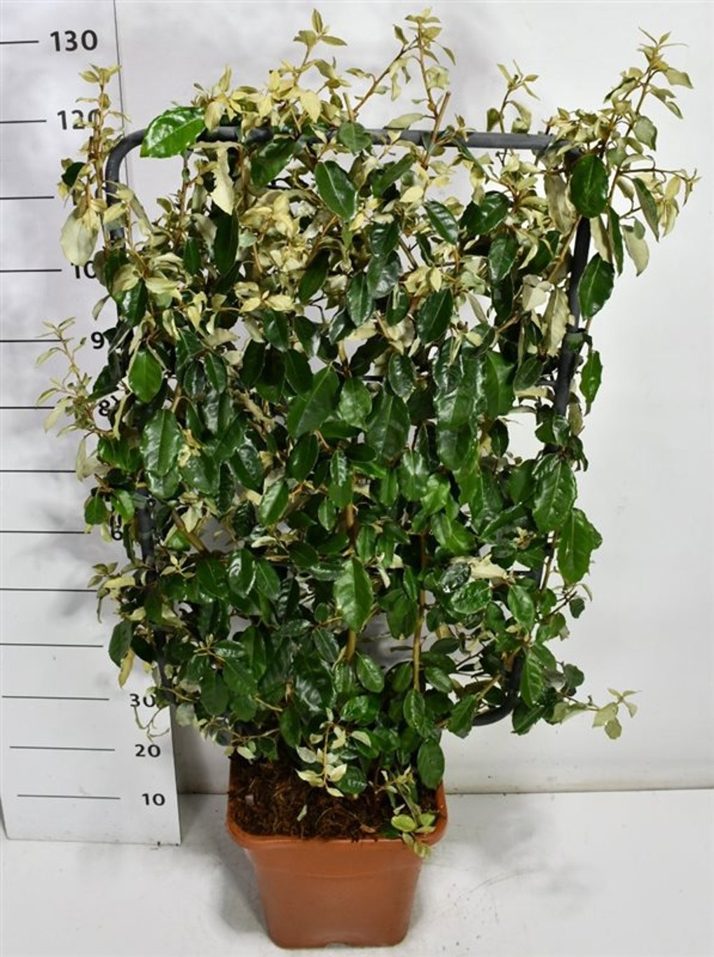 Горшечные цветы и растения оптом Elaeagnus Ebbingei от 1шт из Голландии с доставкой по России