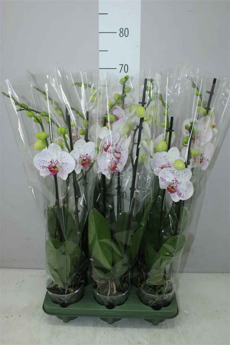 Горшечные цветы и растения оптом Phal Goya 2 Tak от 6шт из Голландии с доставкой по России