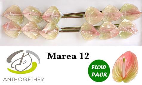 Срезанные цветы оптом Anthurium marea от 12шт из Голландии с доставкой по России