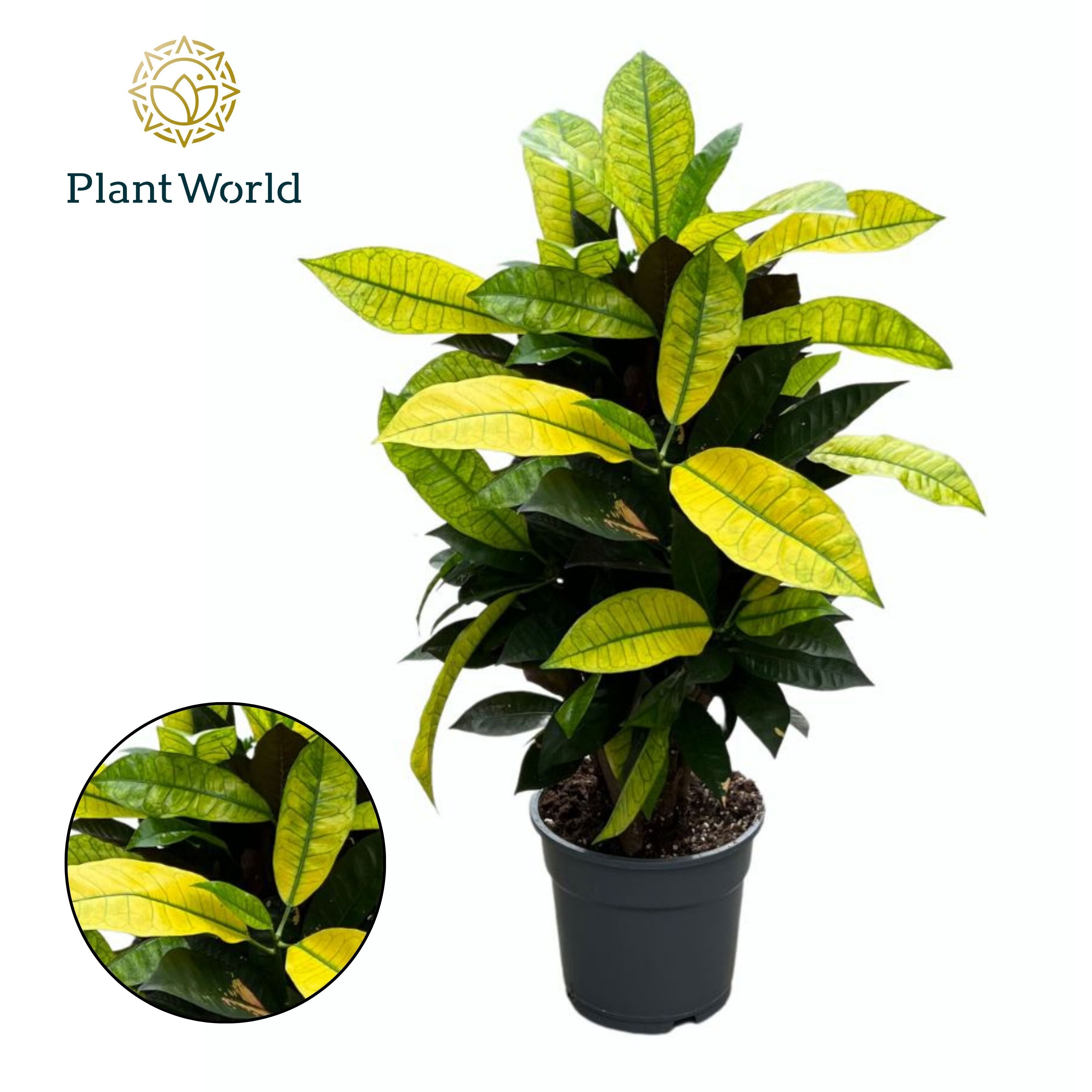 Горшечные цветы и растения оптом Croton Mrs. Iceton Vertakt от 6шт из Голландии с доставкой по России