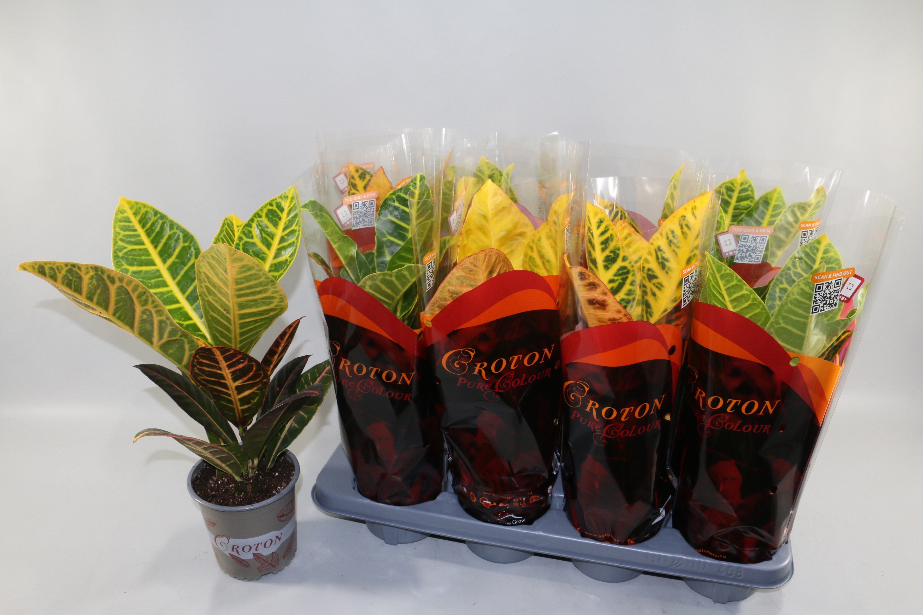 Горшечные цветы и растения оптом Cod Gr Petra от 8шт из Голландии с доставкой по России