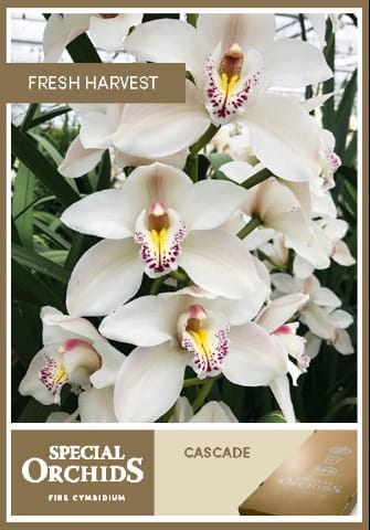 Срезанные цветы оптом Cymbidium white cascade от 6шт. из Голландии с доставкой по России