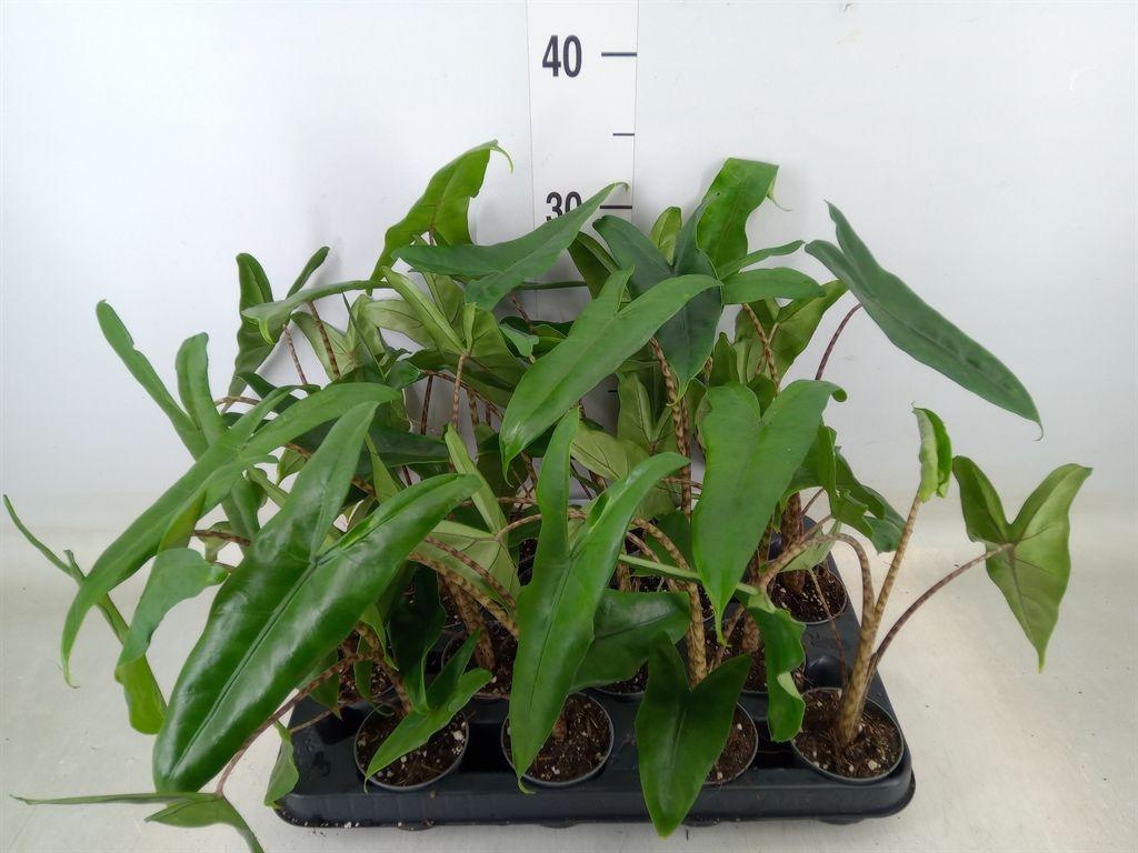 Горшечные цветы и растения оптом Alocasia Zebrina от 16шт (для телеги) из Голландии с доставкой по России