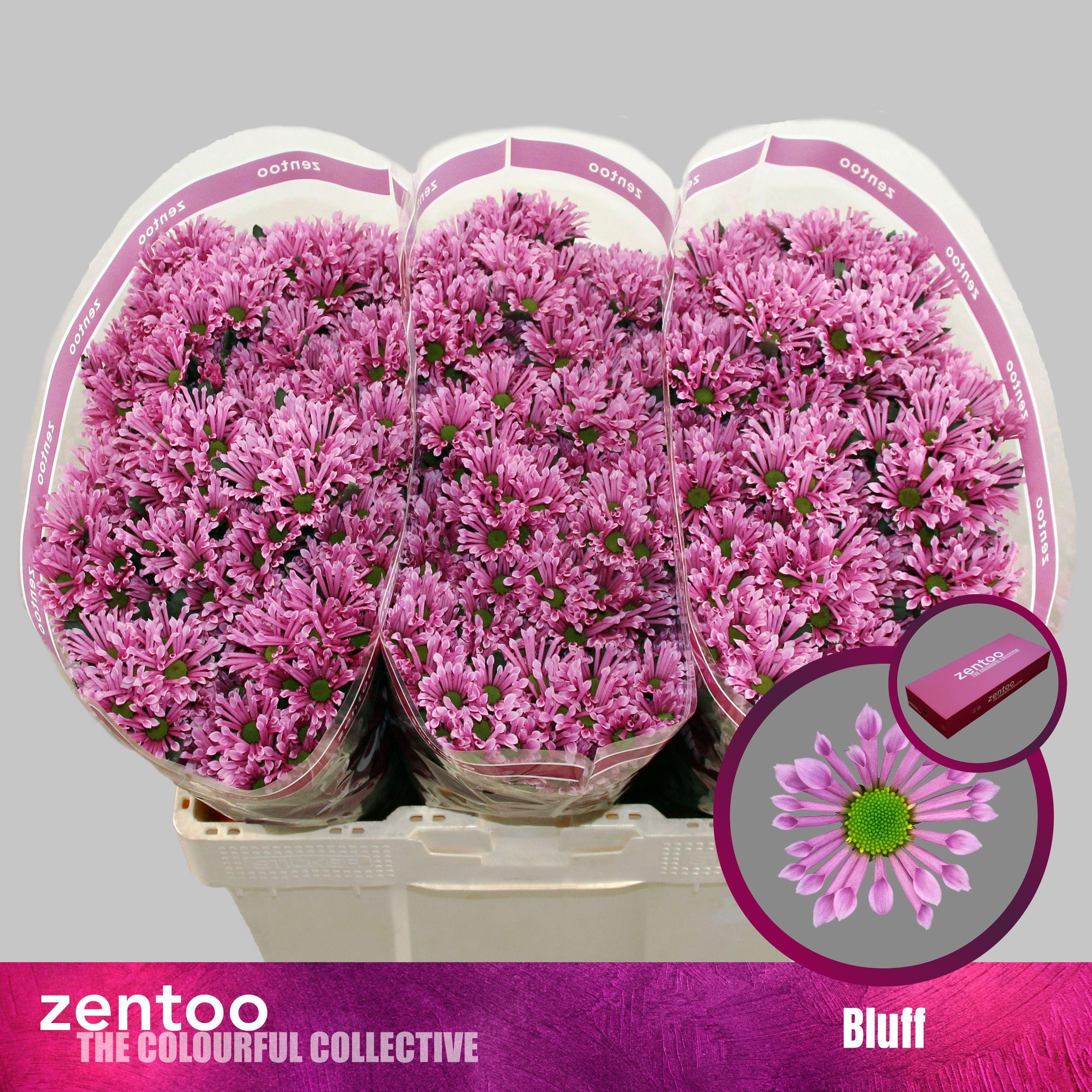 Срезанные цветы оптом Chrys sa bluff от 75шт из Голландии с доставкой по России