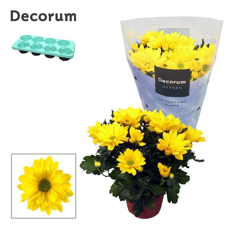 Горшечные цветы и растения оптом Chrys Margarita Yellow (decorum) от 8шт из Голландии с доставкой по России