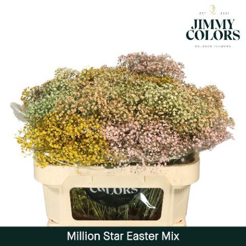 Срезанные цветы оптом Gyps fine paint mix easter от 75шт из Голландии с доставкой по России