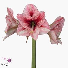 Срезанные цветы оптом Hippeastrum revelation от 12шт из Голландии с доставкой по России