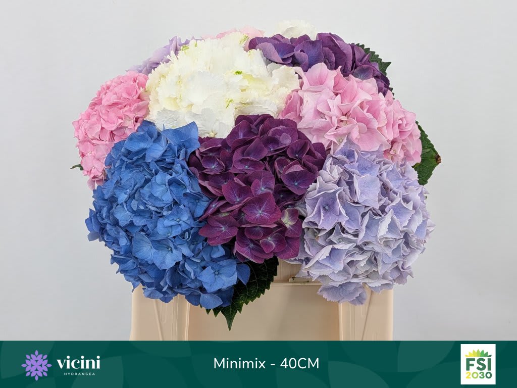Срезанные цветы оптом Hydrangea mix in bucket от 10шт из Голландии с доставкой по России