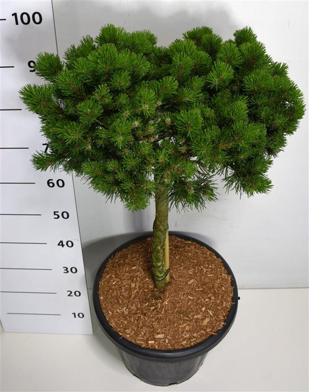 Горшечные цветы и растения оптом Pinus Mugo Lilliput On Stem от 1шт из Голландии с доставкой по России