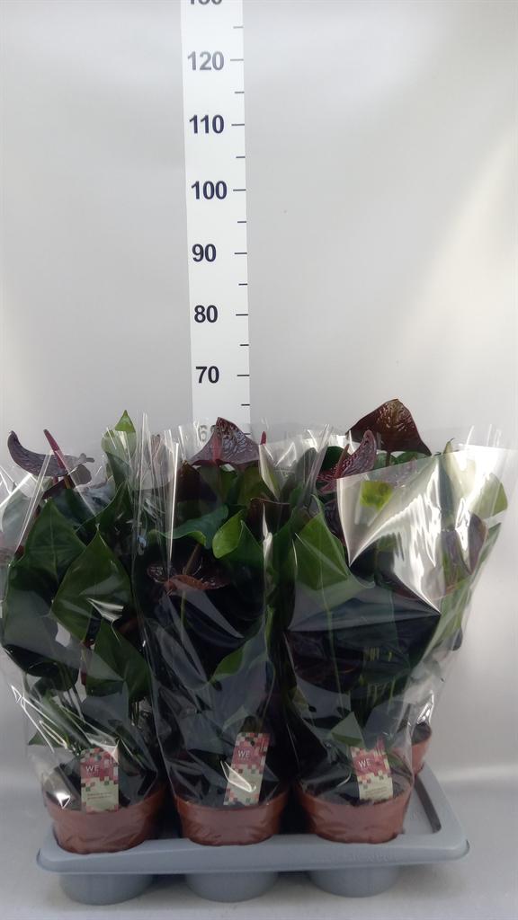 Горшечные цветы и растения оптом Anthurium Andr. morena от 6шт из Голландии с доставкой по России