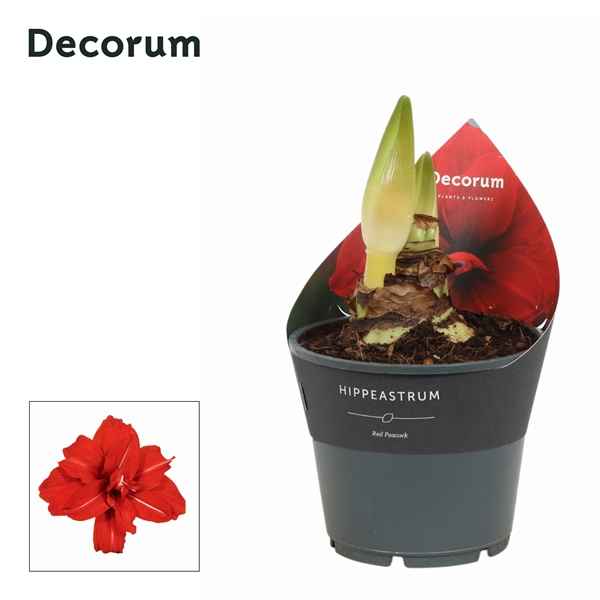 Горшечные цветы и растения оптом Hipp Red Peacock 2pp (decorum) от 7шт из Голландии с доставкой по России