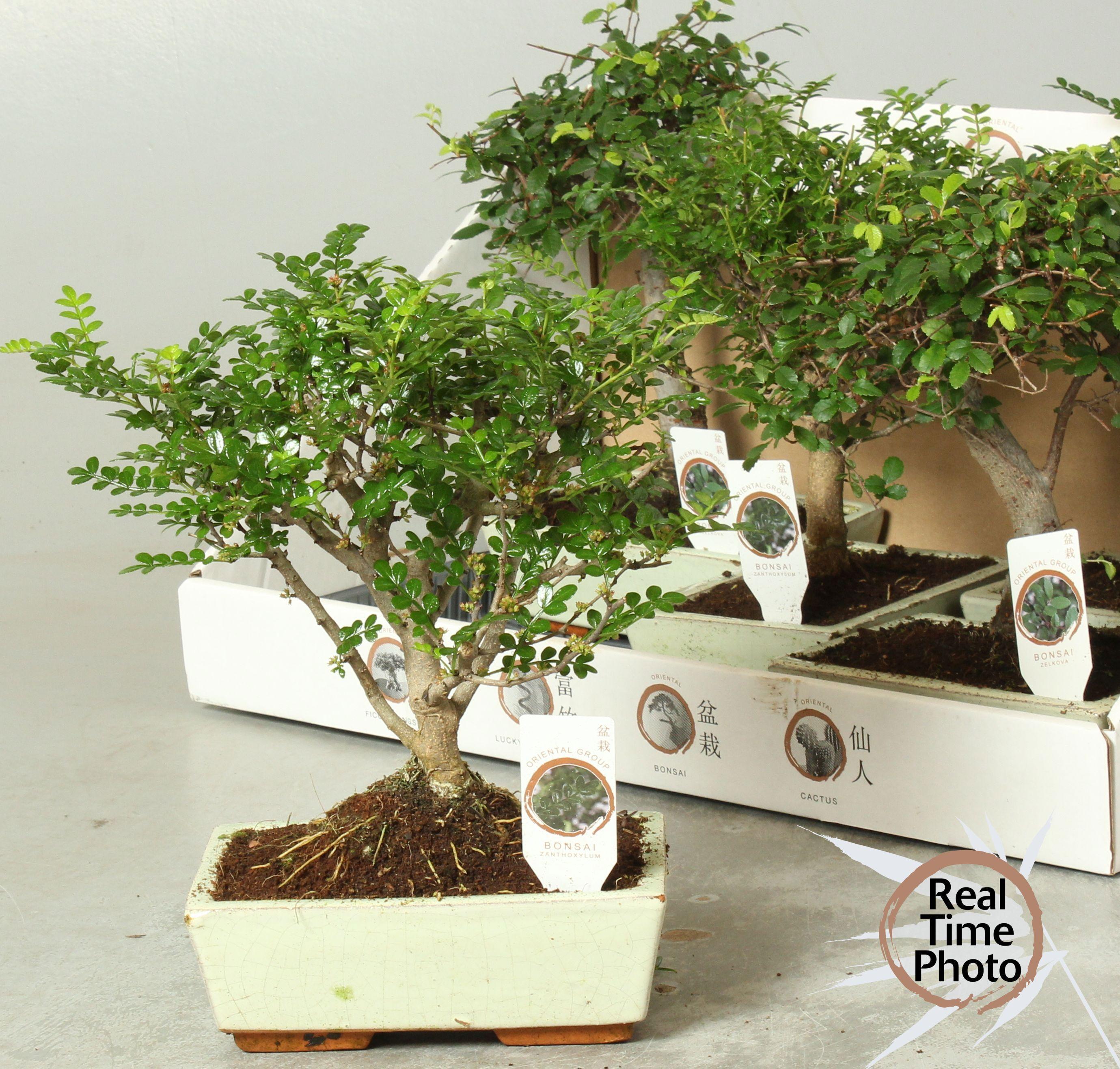 Горшечные цветы и растения оптом Bonsai Gem от 5шт из Голландии с доставкой по России