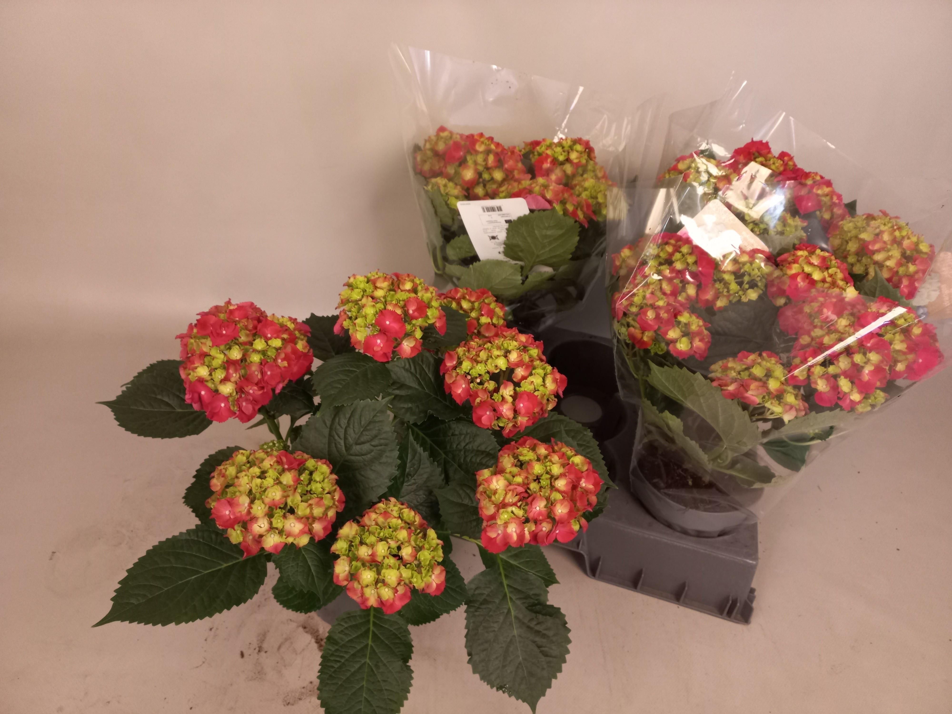 Горшечные цветы и растения оптом Hydr M Hi River от 4шт из Голландии с доставкой по России