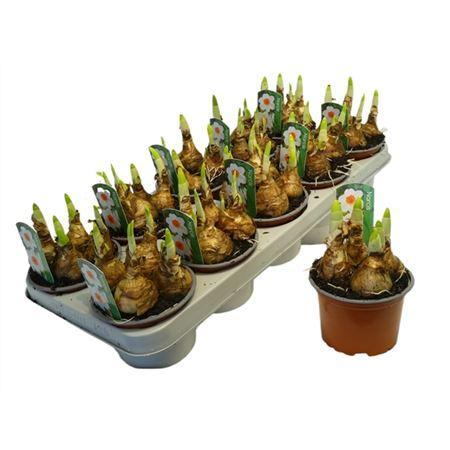 Горшечные цветы и растения оптом Narcis Bernett Browning от 10шт из Голландии с доставкой по России