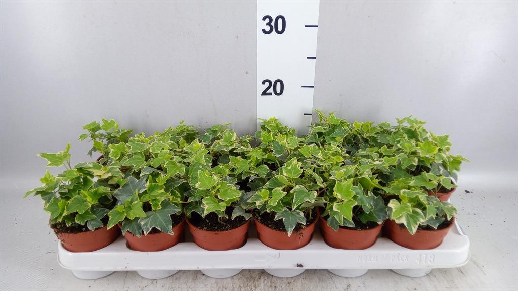 Горшечные цветы и растения оптом Hedera ...variegated от 18шт (для телеги) из Голландии с доставкой по России