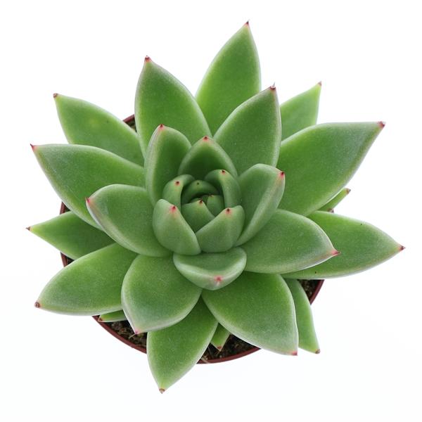 Горшечные цветы и растения оптом Echeveria Miranda от 12шт (для телеги) из Голландии с доставкой по России