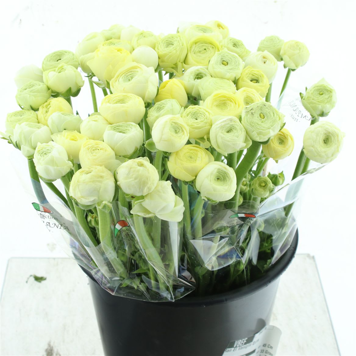 Срезанные цветы оптом Ranunculus elegance cream от 100шт. из Голландии с доставкой по России