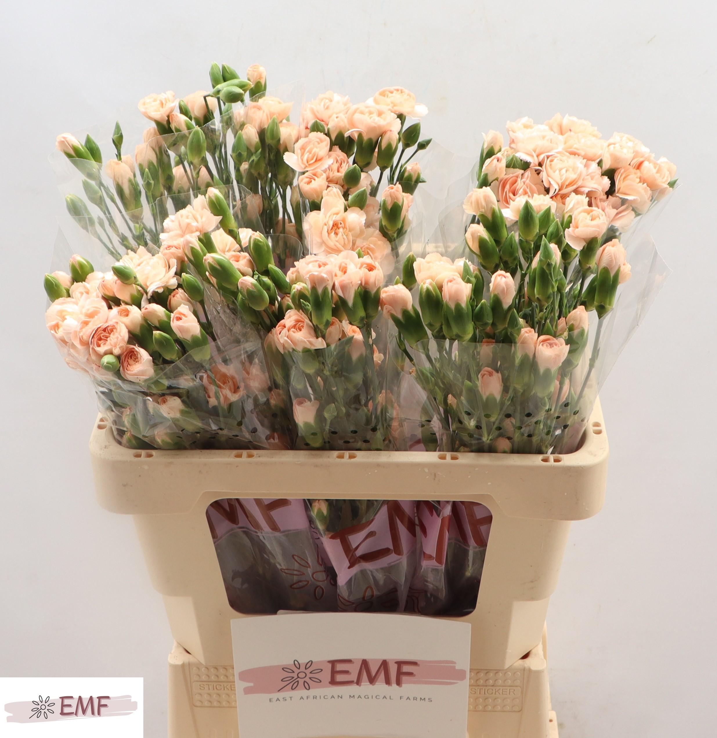 Срезанные цветы оптом Dianthus sp hamada от 60шт из Голландии с доставкой по России