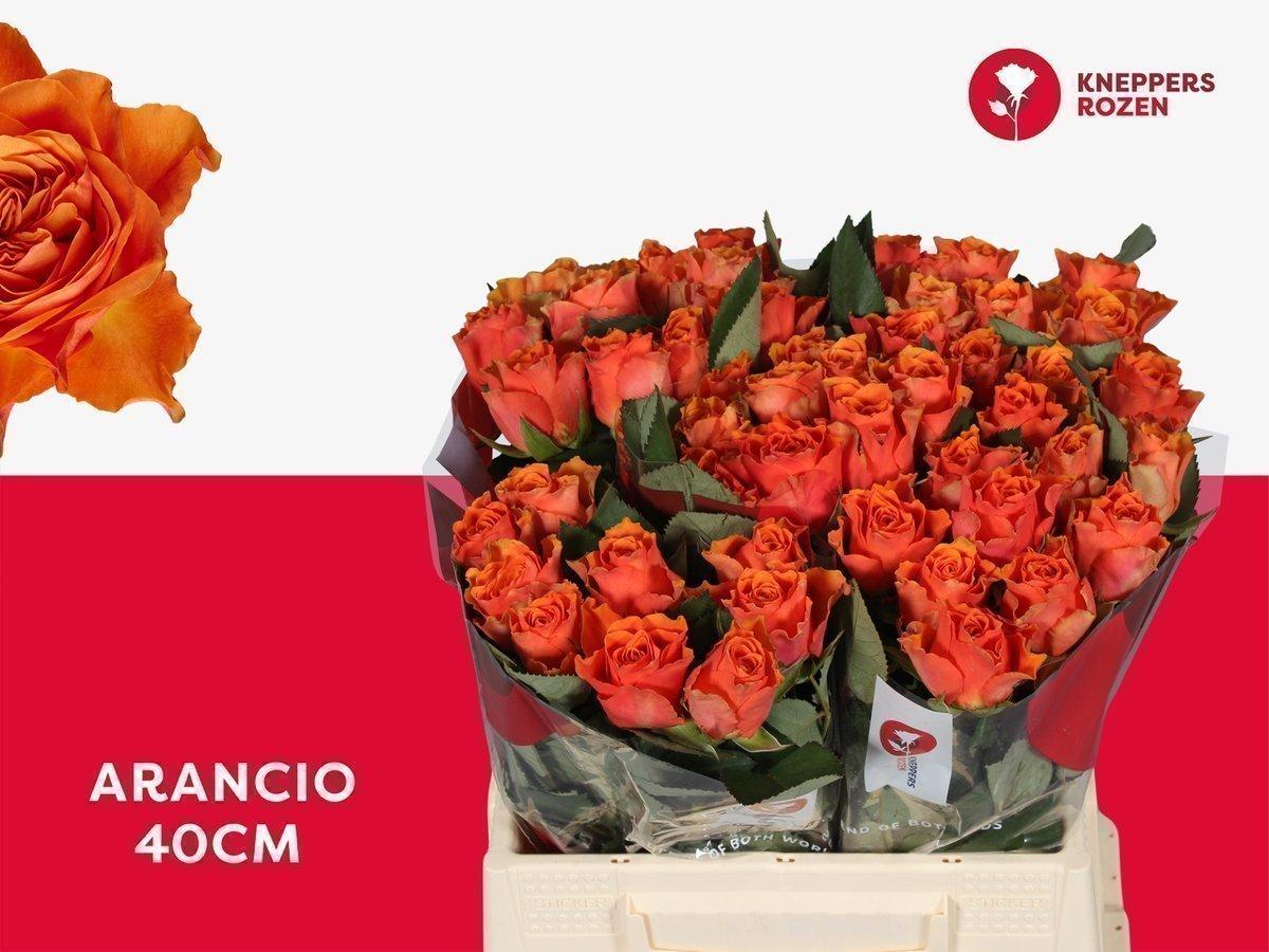 Срезанные цветы оптом Rosa large arancio A от 50шт из Голландии с доставкой по России