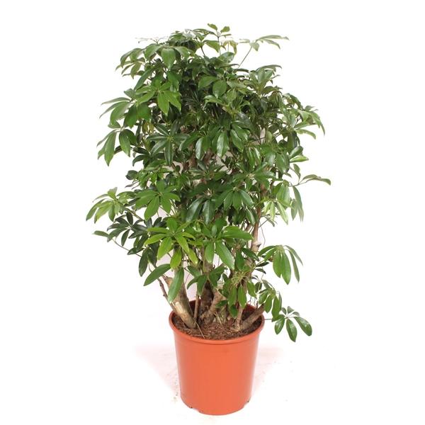 Горшечные цветы и растения оптом Schefflera Compacta Bush от 1шт из Голландии с доставкой по России