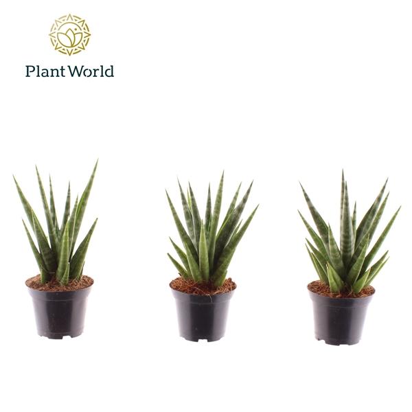 Горшечные цветы и растения оптом Sansevieria Dancing Queen от 16шт (для телеги) из Голландии с доставкой по России