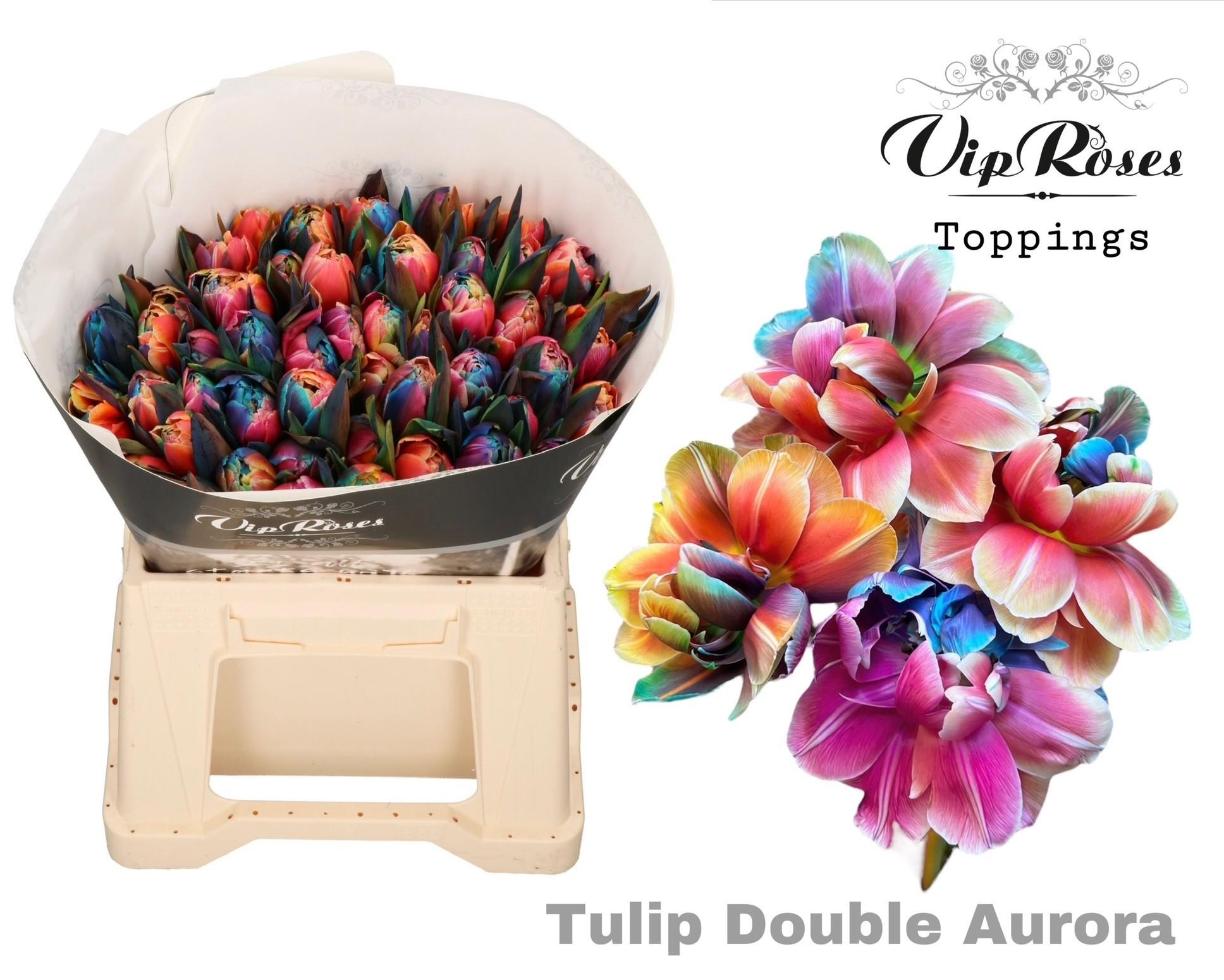 Срезанные цветы оптом Tulipa do paint aurora от 50шт из Голландии с доставкой по России