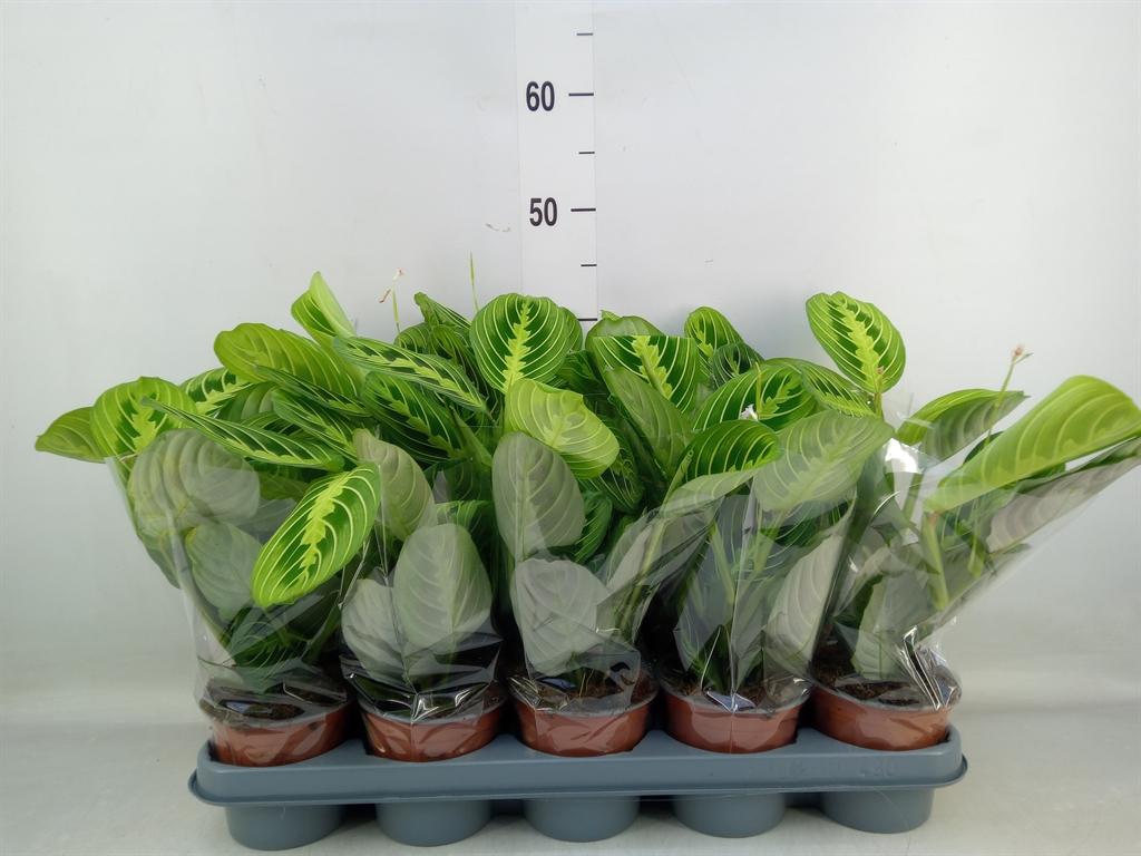 Горшечные цветы и растения оптом Maranta Lemon от 10шт из Голландии с доставкой по России