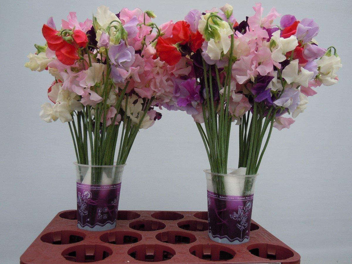 Срезанные цветы оптом Lathyrus mix in bunch от 50шт. из Голландии с доставкой по России