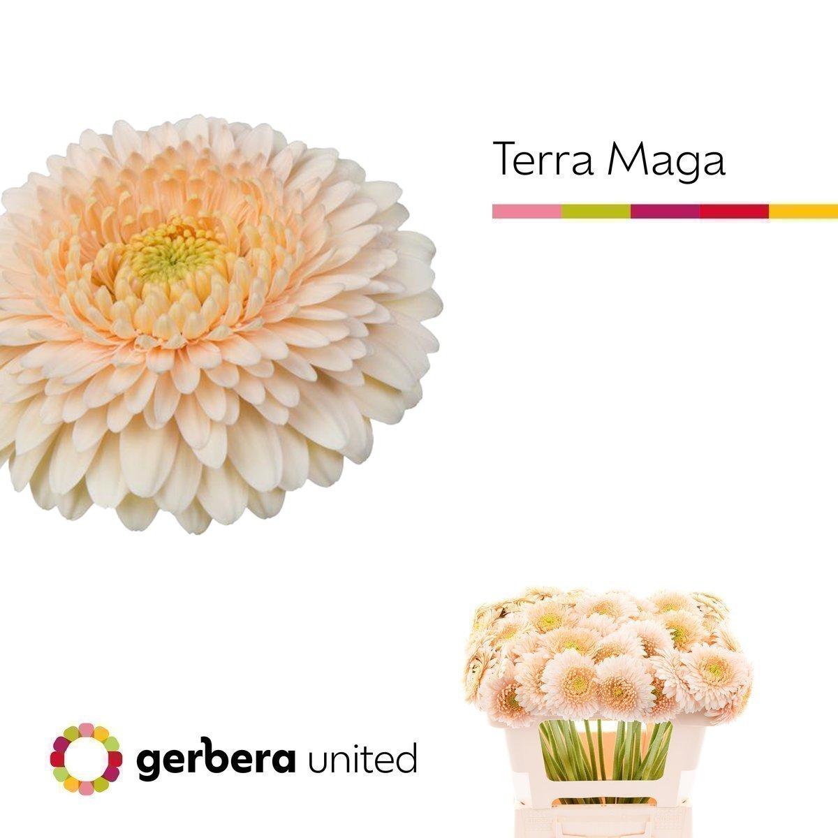 Срезанные цветы оптом Germini terra maga от 40шт из Голландии с доставкой по России