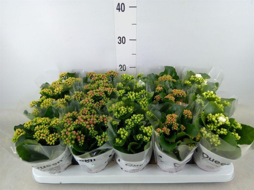 Горшечные цветы и растения оптом Kalanchoe Blos.   ..rosebud Mix  5 от 15шт (для телеги) из Голландии с доставкой по России