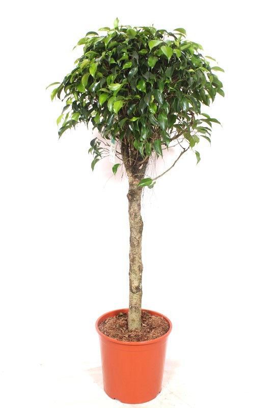 Горшечные цветы и растения оптом Ficus Be Danielle On Stem от 1шт из Голландии с доставкой по России