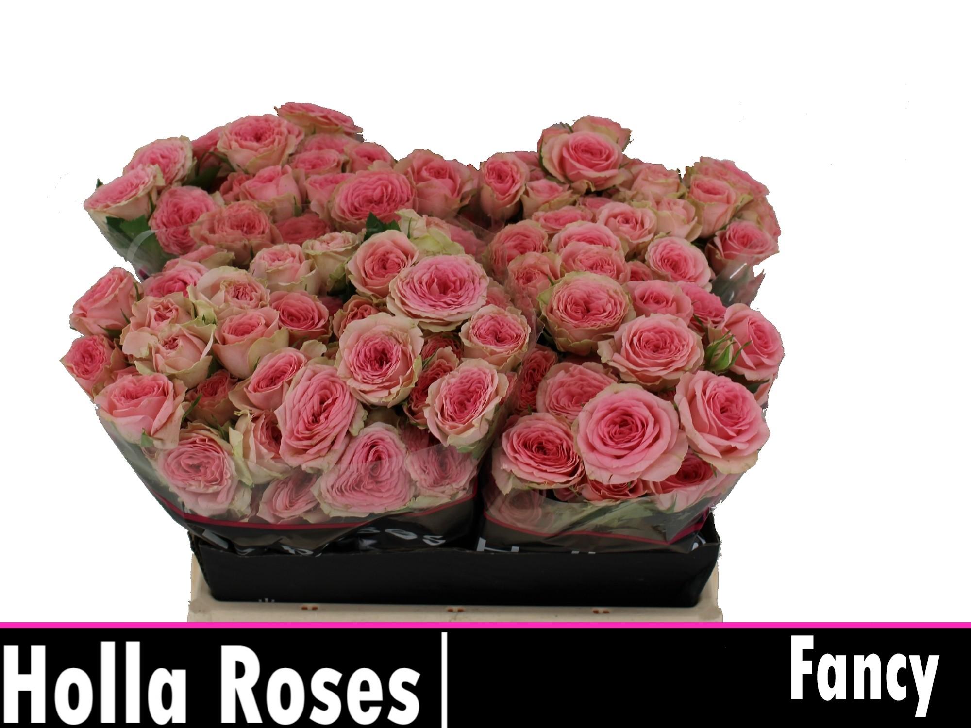 Срезанные цветы оптом Rosa spray fancy от 40шт из Голландии с доставкой по России