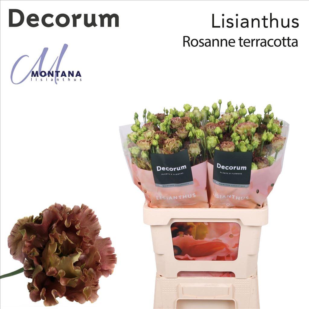 Срезанные цветы оптом Eustoma do rosanne light от 20шт из Голландии с доставкой по России