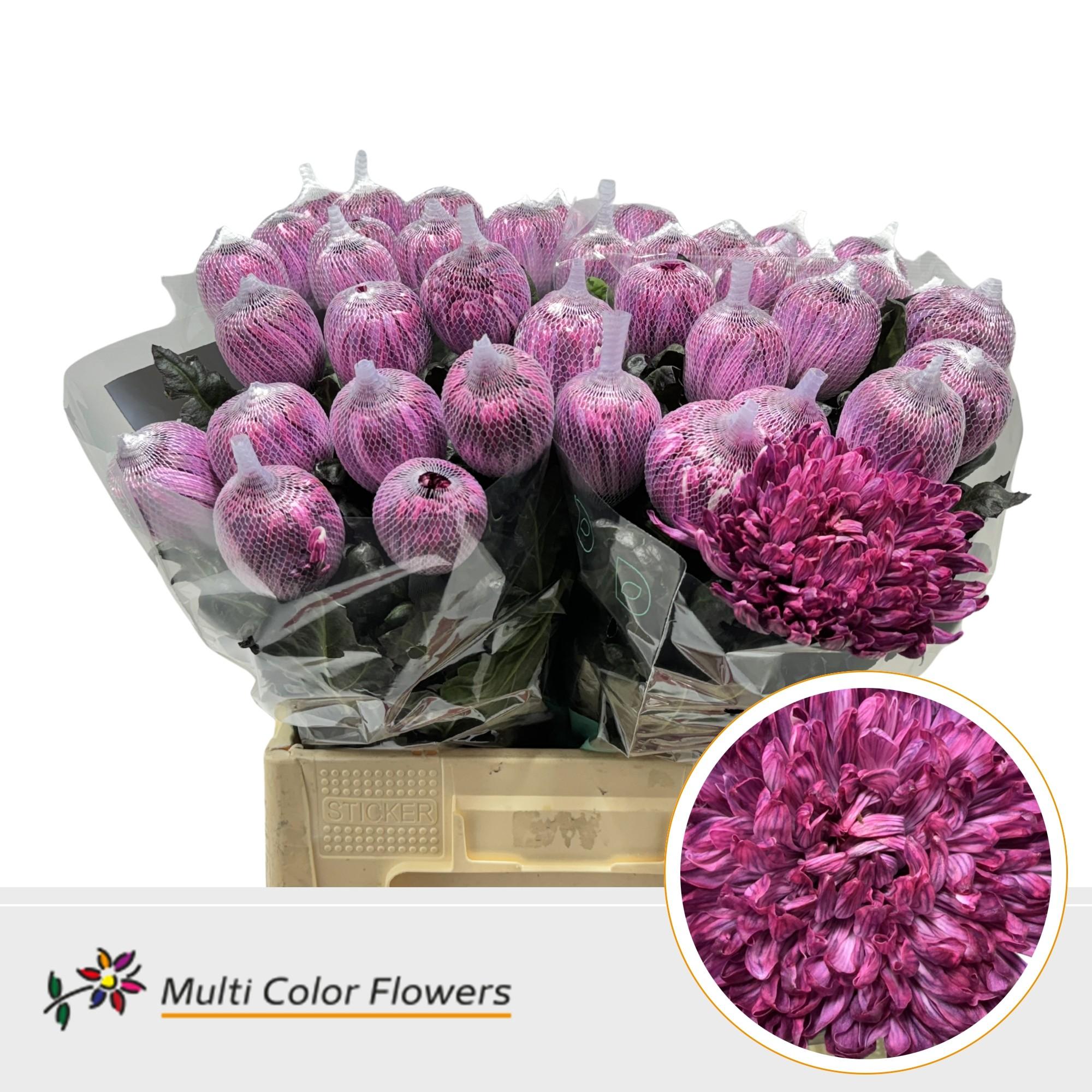 Срезанные цветы оптом Chrys bl paint antonov bordeaux от 40шт из Голландии с доставкой по России