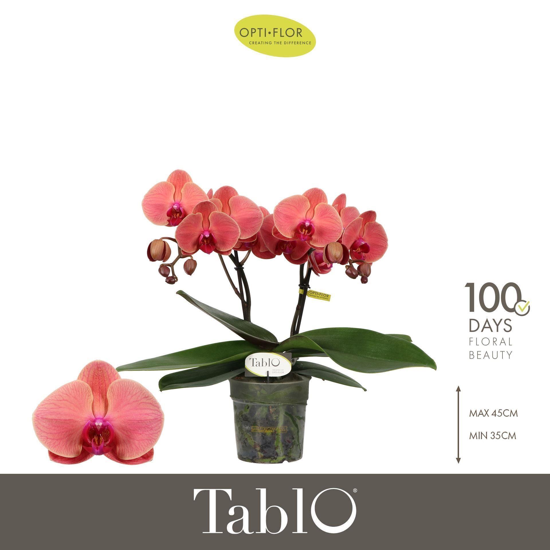 Горшечные цветы и растения оптом Phalaenopsis   ...orange от 6шт из Голландии с доставкой по России