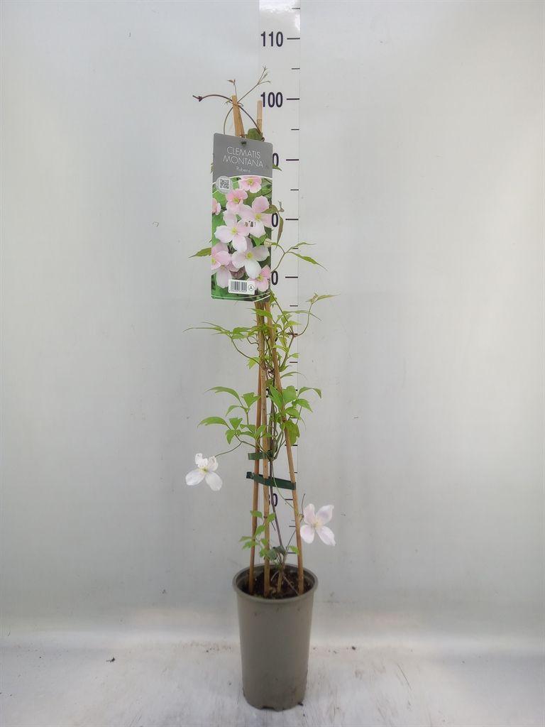Горшечные цветы и растения оптом Clematis Montana Var. Rubens от 8шт из Голландии с доставкой по России