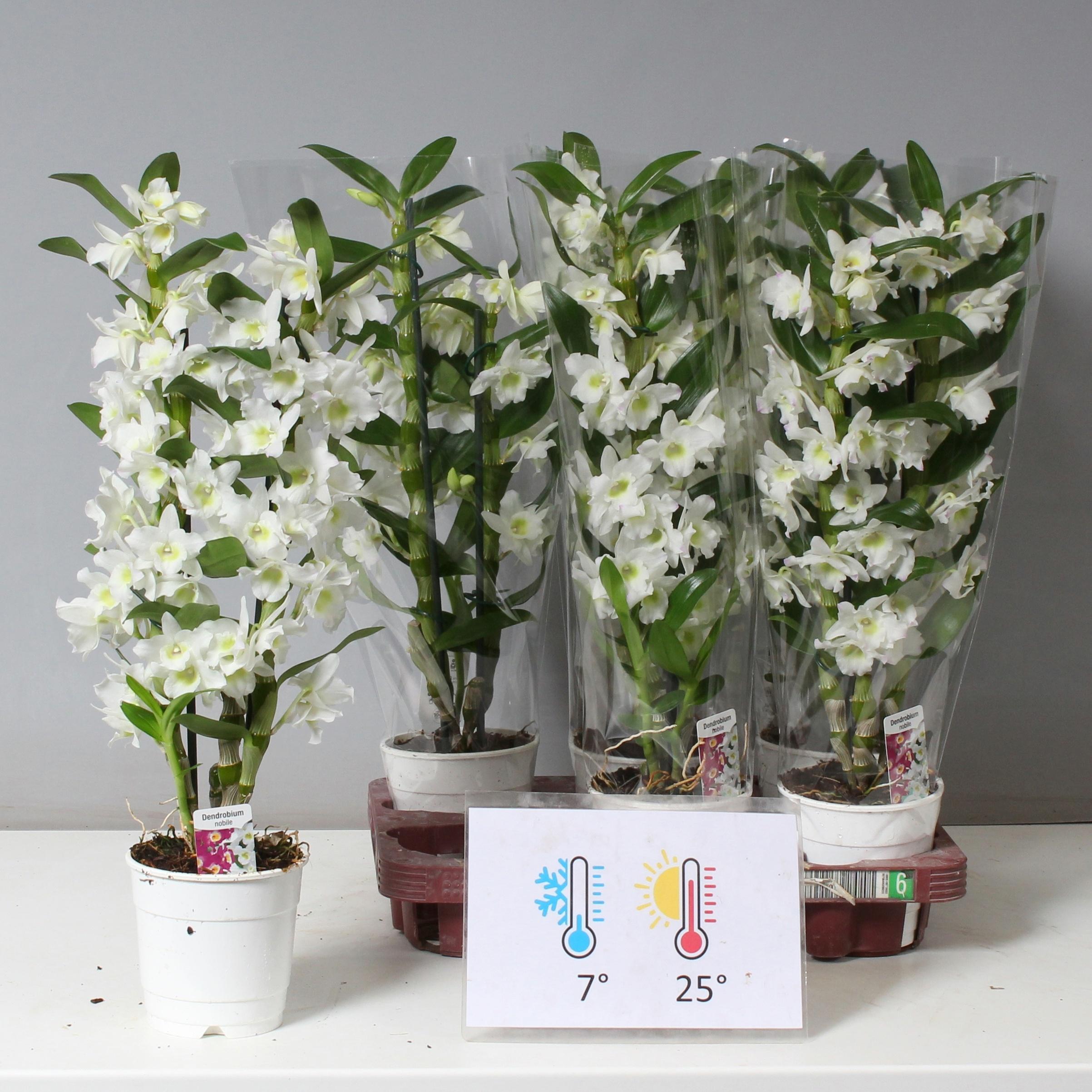 Горшечные цветы и растения оптом Dendr N Sc Apollon от 6шт из Голландии с доставкой по России