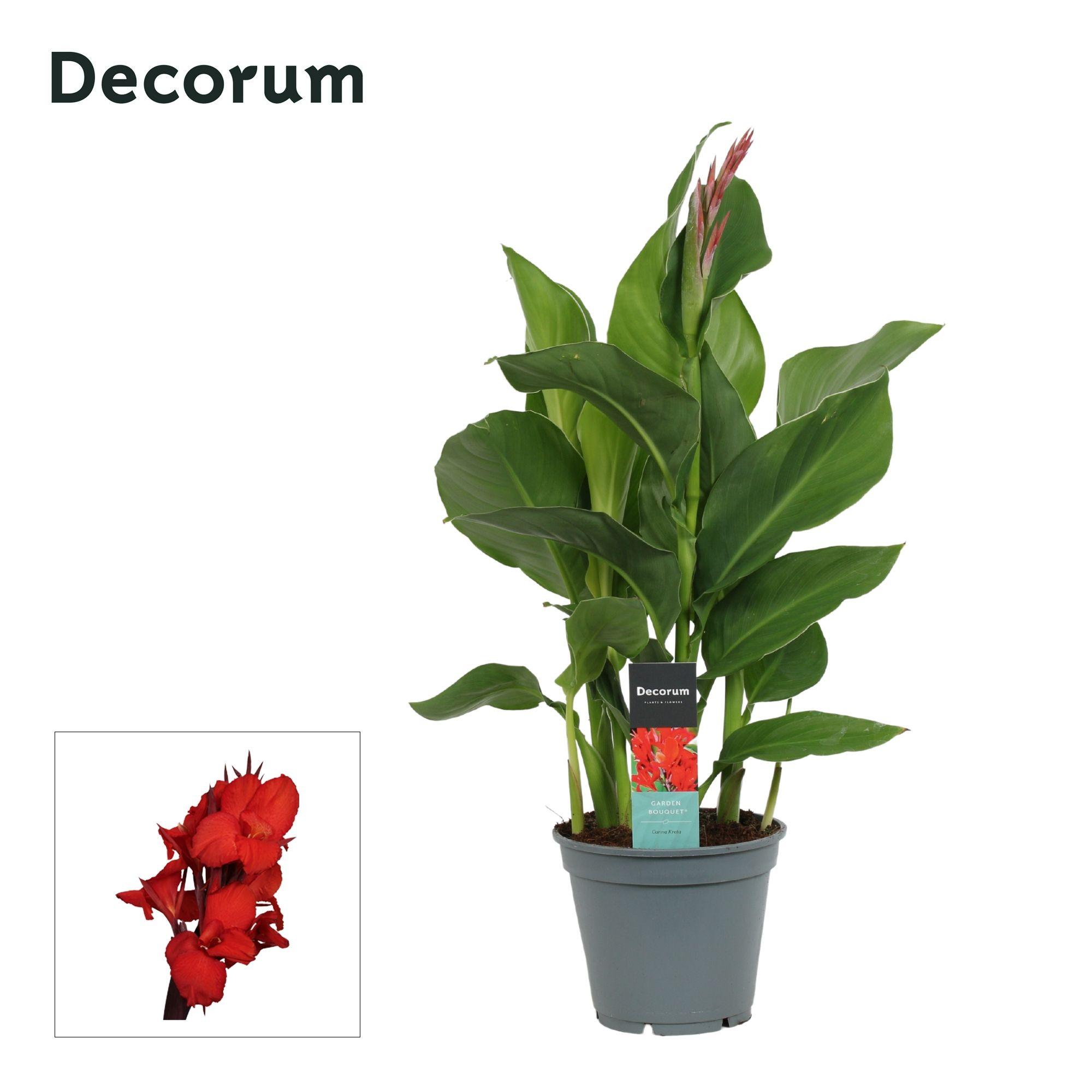 Горшечные цветы и растения оптом Canna Kreta (decorum) от 6шт из Голландии с доставкой по России