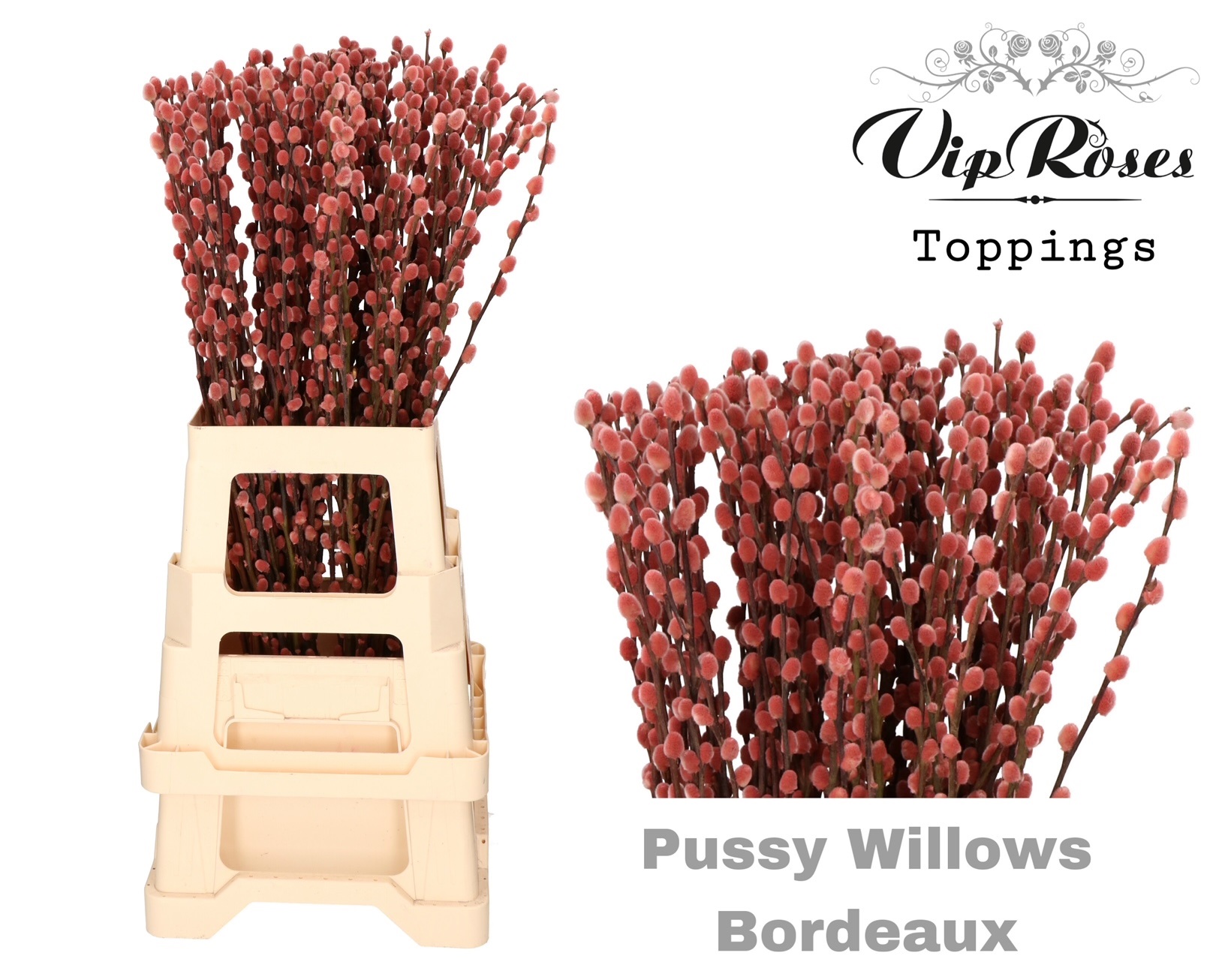 Срезанные цветы оптом Salix paint pussy willow bordeaux от 100шт из Голландии с доставкой по России