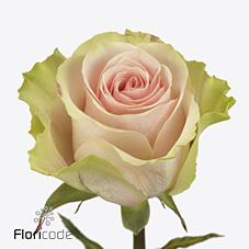 Срезанные цветы оптом Rosa large frutteto от 40шт из Голландии с доставкой по России