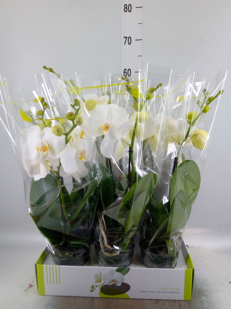 Горшечные цветы и растения оптом Phalaenopsis   ...white от 6шт'' из Голландии с доставкой по России