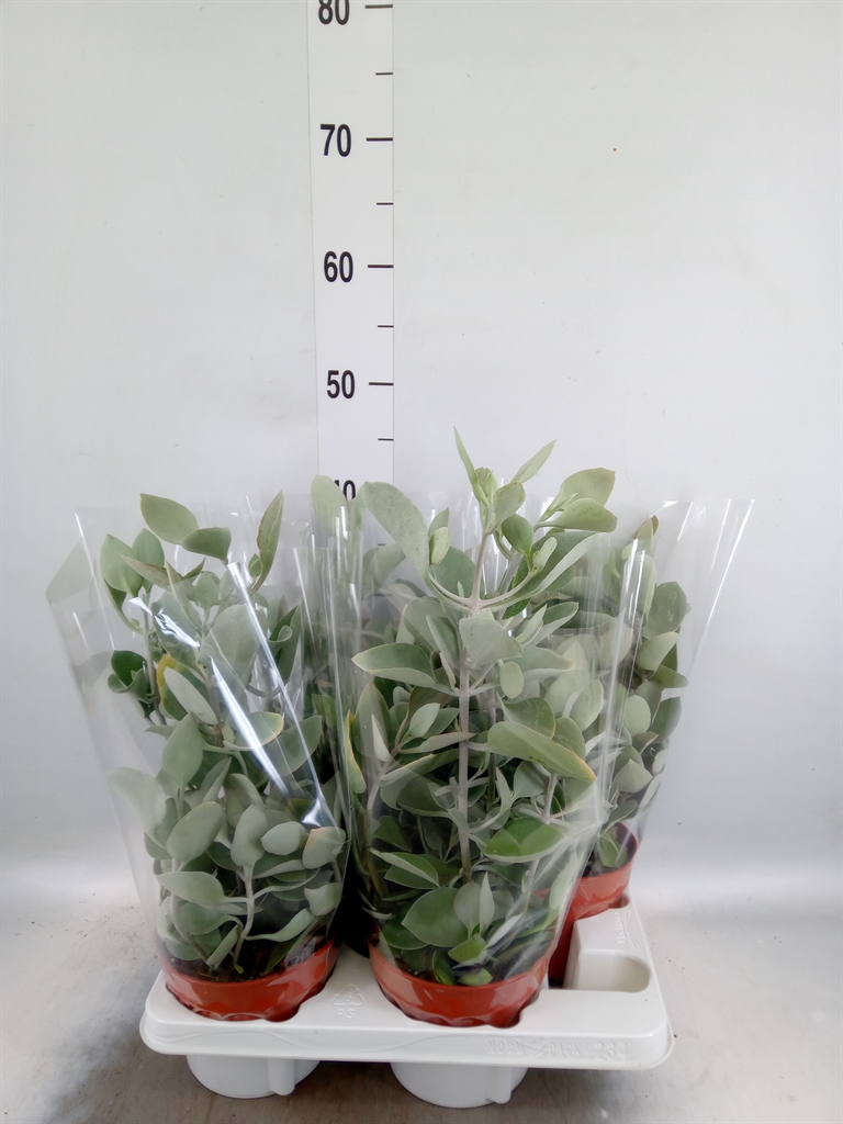 Горшечные цветы и растения оптом Kalanchoe Nf   ... от 4шт из Голландии с доставкой по России