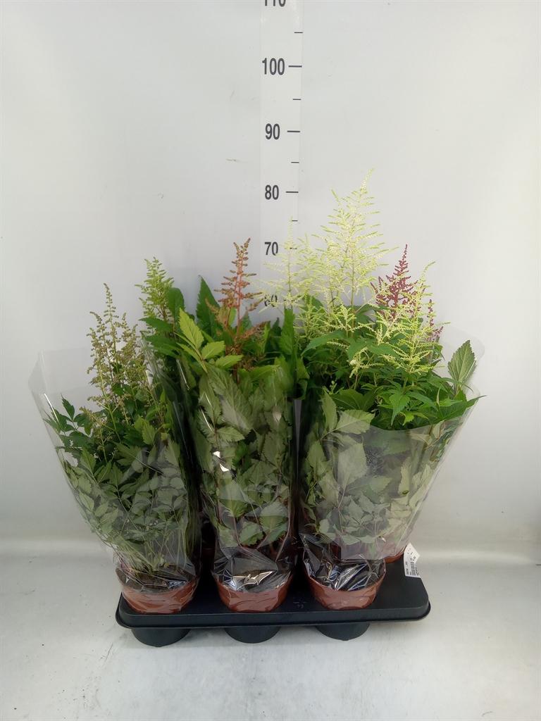 Горшечные цветы и растения оптом Astilbe   ...mix от 6шт из Голландии с доставкой по России