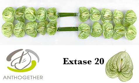 Срезанные цветы оптом Anthurium extase от 20шт из Голландии с доставкой по России