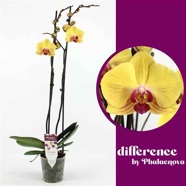 Горшечные цветы и растения оптом Phal 2st Goldion 14+ (phalaenova) от 10шт из Голландии с доставкой по России