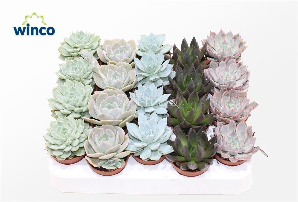 Горшечные цветы и растения оптом Echev Gem от 20шт (для телеги) из Голландии с доставкой по России