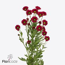 Срезанные цветы оптом Chrys sa ladybird от 75шт. из Голландии с доставкой по России